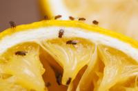 fruit flies on top of an orange slice